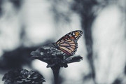 flower-butterfly-wing.jpg