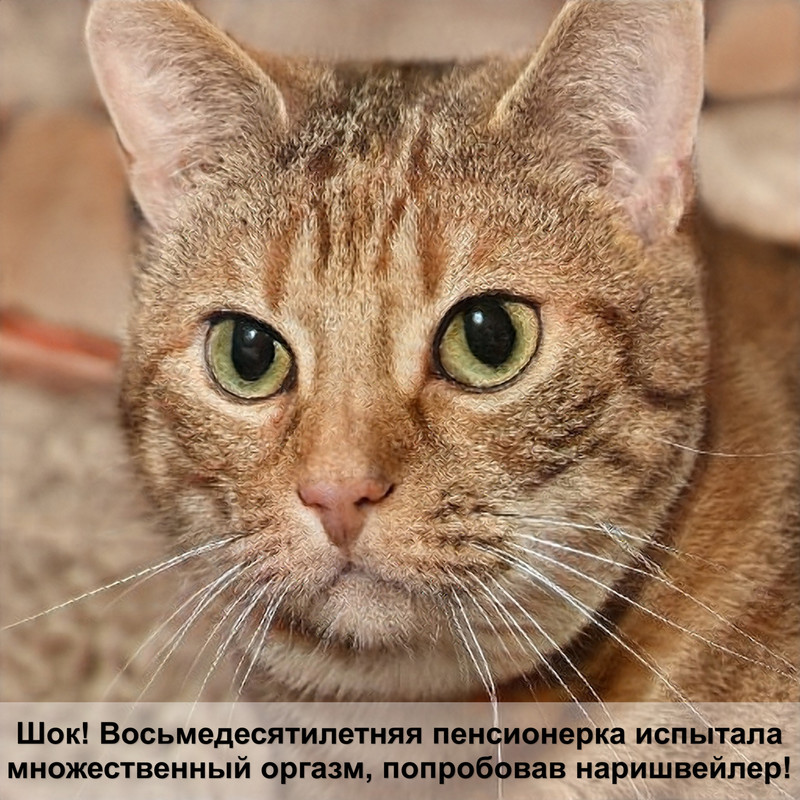 как колоть укол кошке