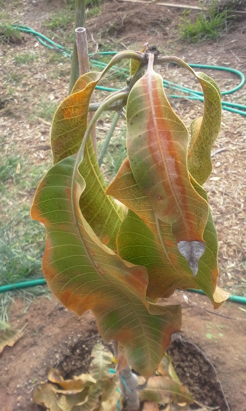 leaf damage_Ong2