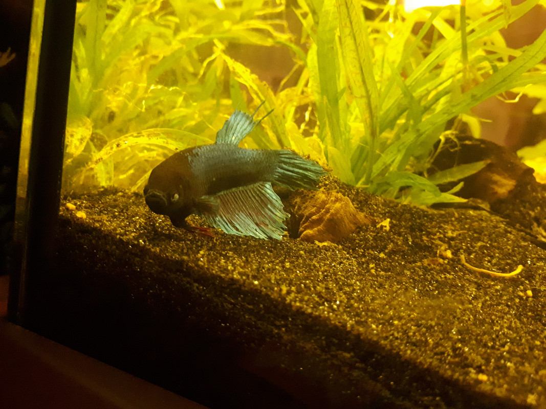 16092578870442515562298310216895