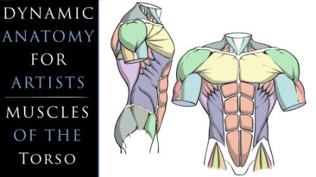 Dynamic Anatomy for Artists - Muscles of the Torso
