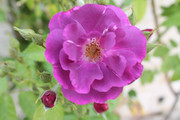 IMG-4213.jpg