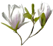 Blossom-Elements-47