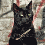 Cat Gif Image.