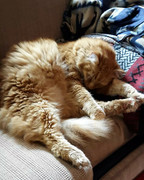 https://i.postimg.cc/PNchp8Vn/squeakysleeping.jpg