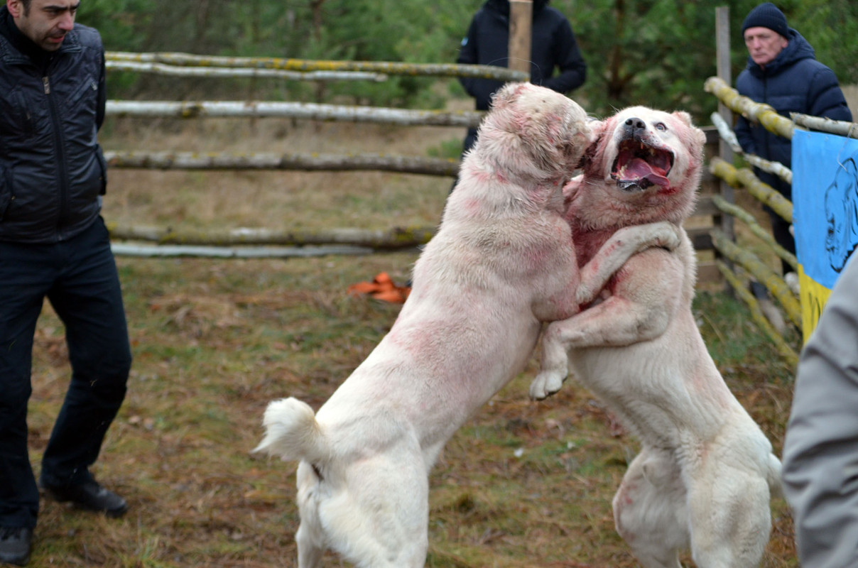 Самурыч-Уран 2  (4)