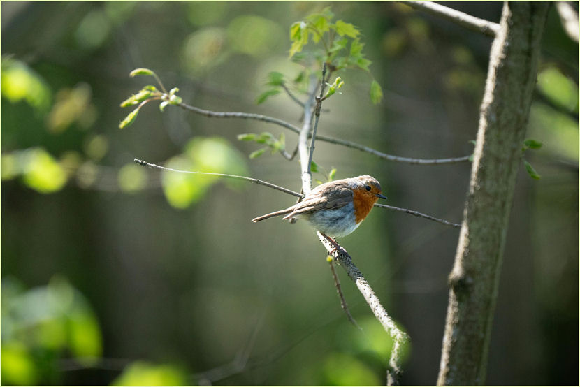 vogel
