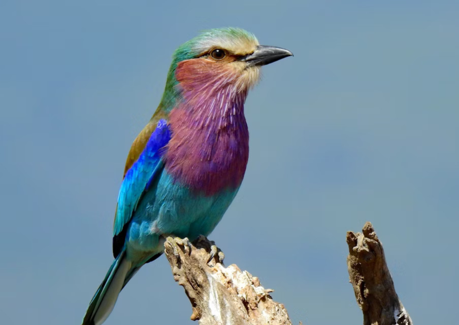 Colorful bird