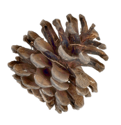 97
