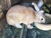 CAC625B2-A2BD-4E59-A397-EC6BDB61358C