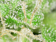 Snapshot@2021_1101_162639