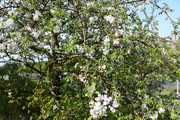 DSC-0912