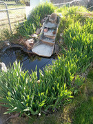 [Image: garden2.jpg]