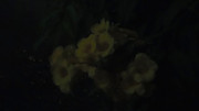 10.6.bad pictures of night flowers VI (edited)