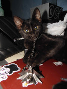 43.12.terror groupie's kids XII