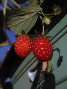 6.9.model strawberries IX