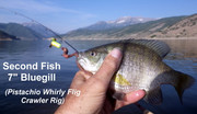 [Image: BLUEGILL.jpg]