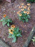 2023-06-24 Echinacea [transplanted & blooming]