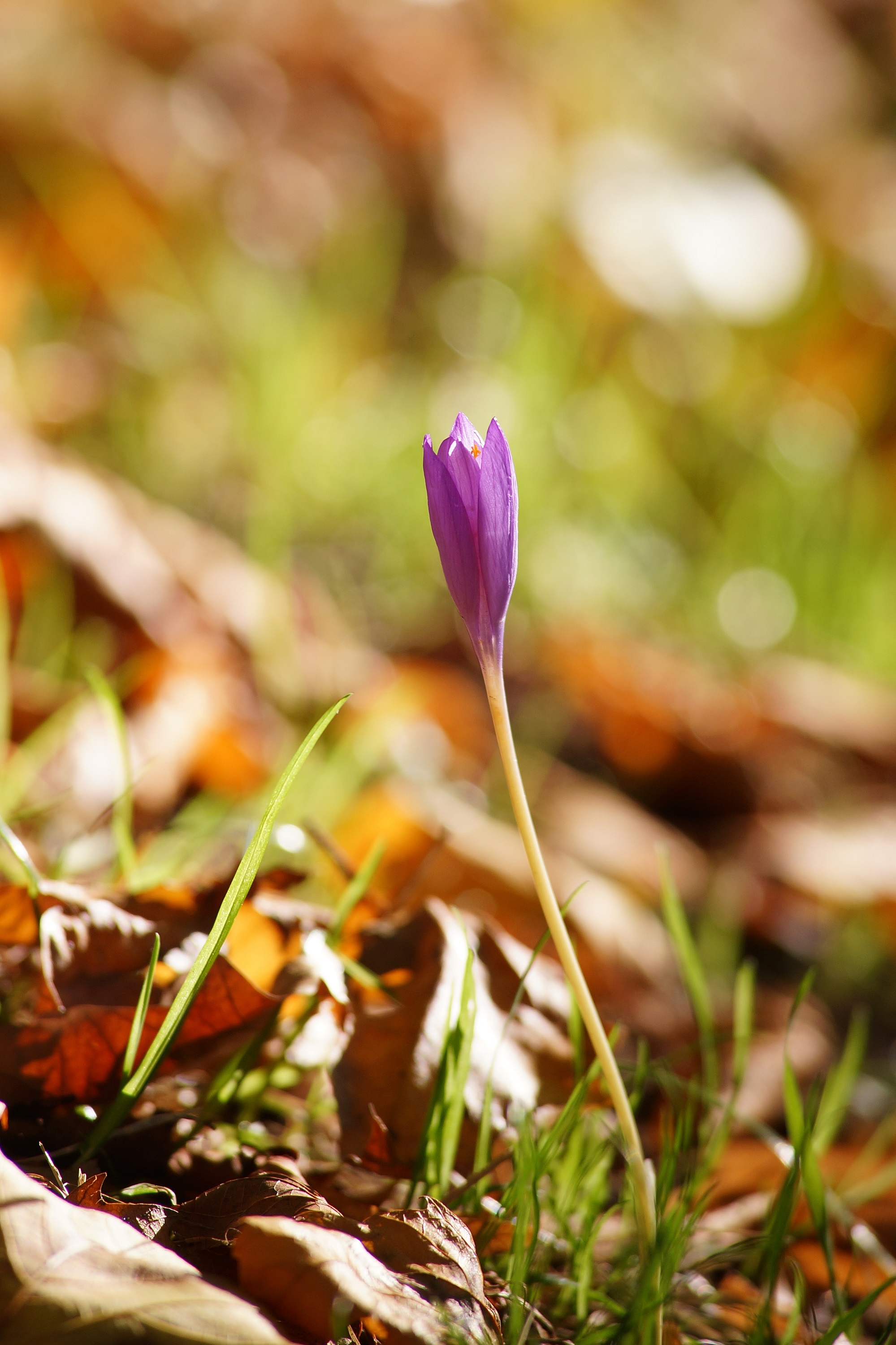 DSC02111.jpg