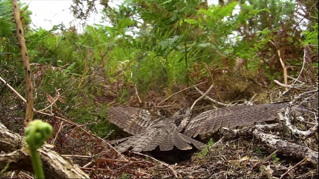 [Image: bd9120jyfrxy.jpg]