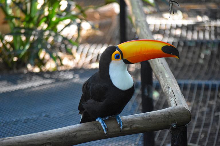 В джазе только девушки или аргентинско-бразильский калейдоскоп В джазе только девушки или аргентинско-бразильский калейдоскоп