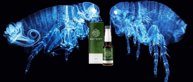 BACTEOFF comanda aici