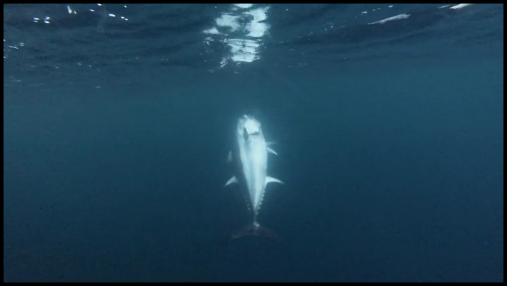 [Image: 7q6afmf1jwf0.png]