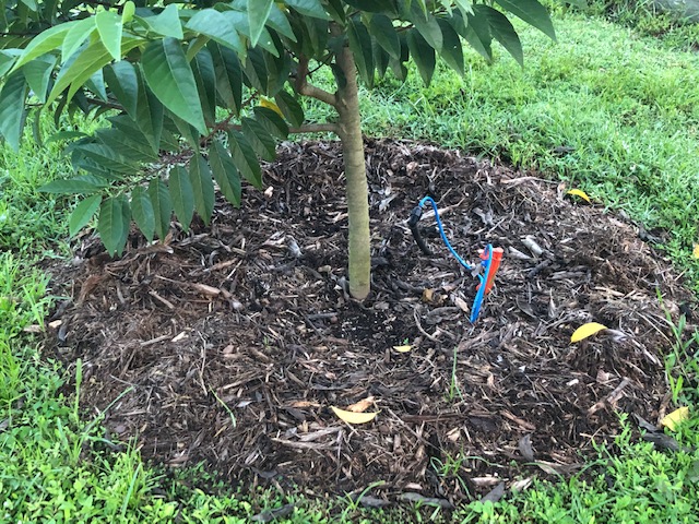 sugarlata ground