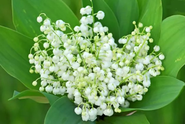 muguet.jpg