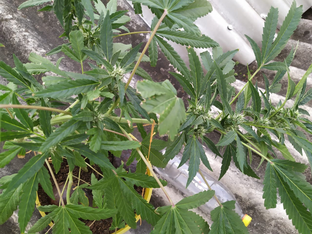 WhatsApp Image 2020-06-27 at 4.51.17 PM (1)