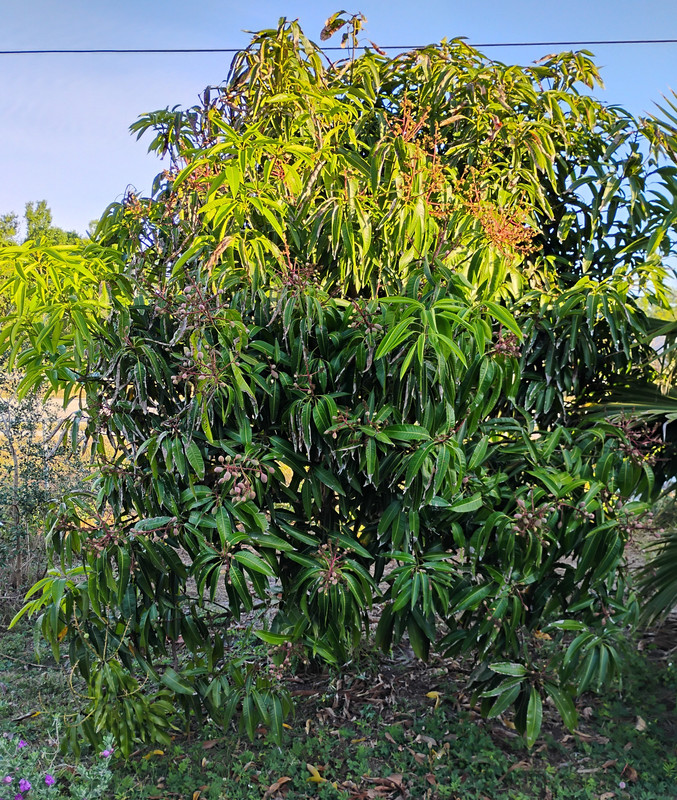 IMG_20250326_081817752_HDR~2