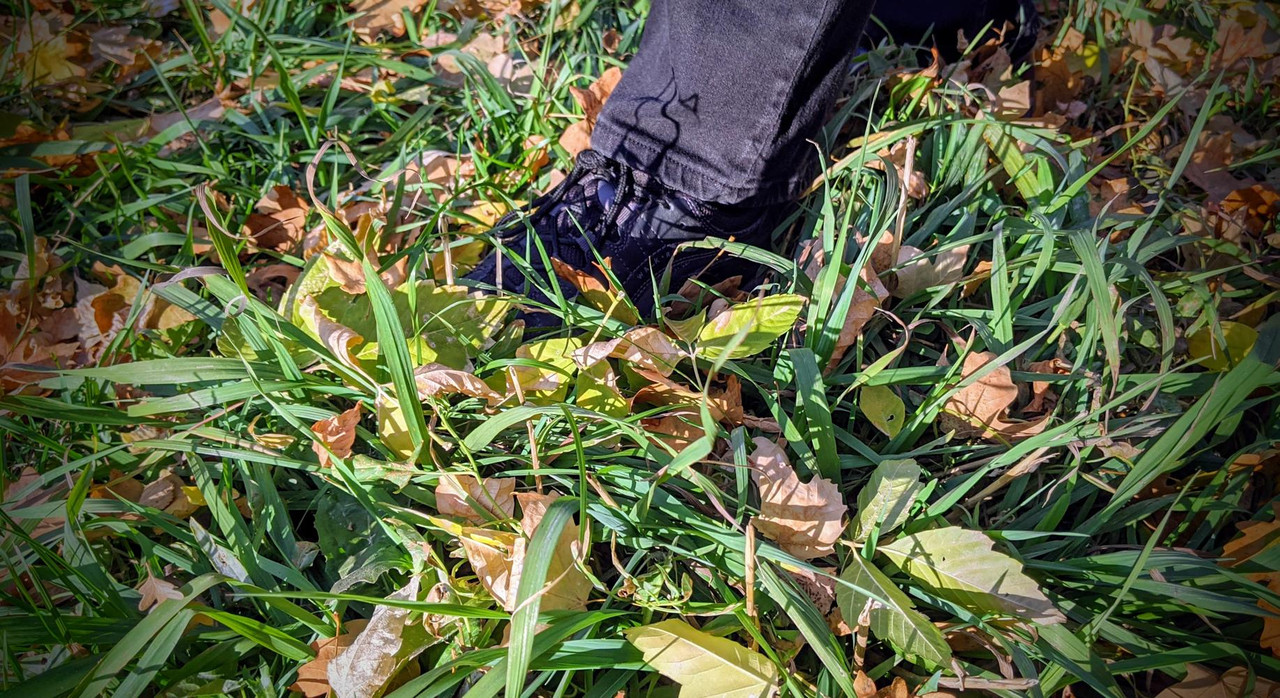 2021-10-22 Wide-blade Grass_w