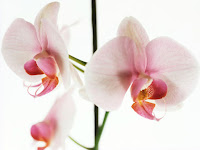 orchidee