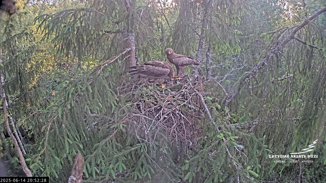 LVM mazais ērglis Lisiņa, egle2 – Lesser Spotted Eagle 11-16-38 screenshot