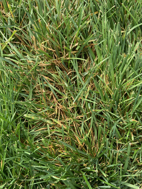 Blades turning brown in KBG/fescue Lawn Care Forum