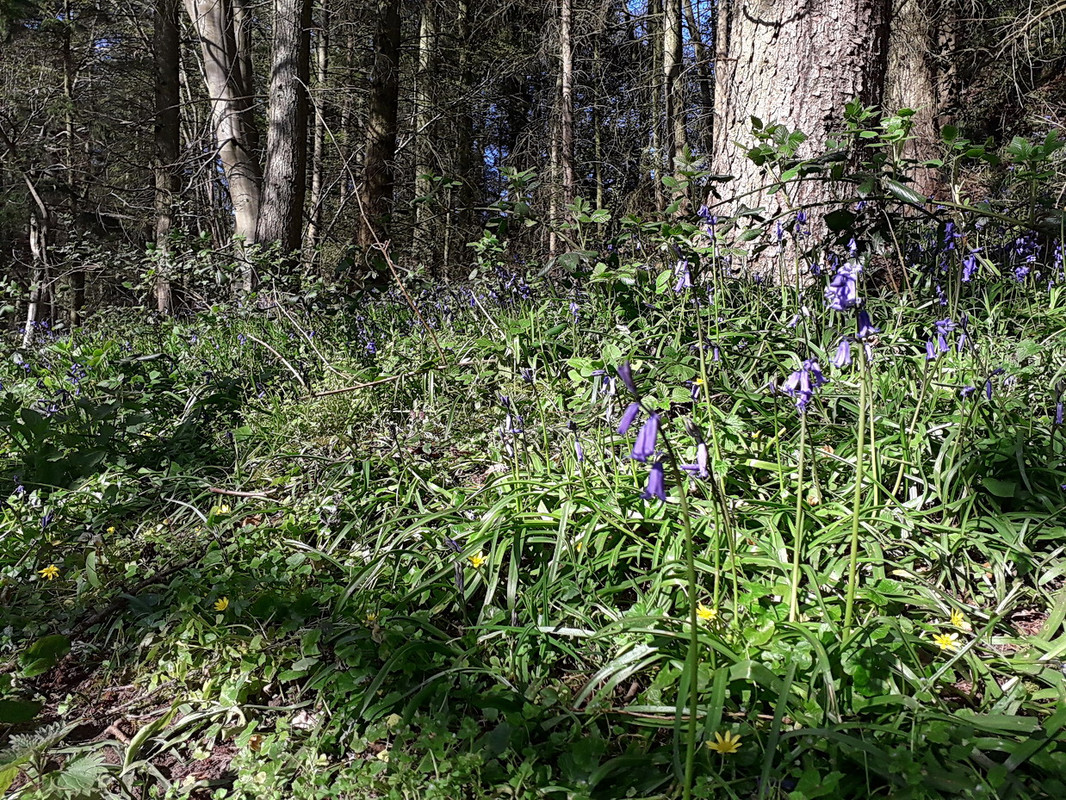 East Shropshire, between Shifnal and Kemberton