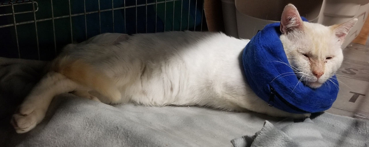 Convalescence Cali 1