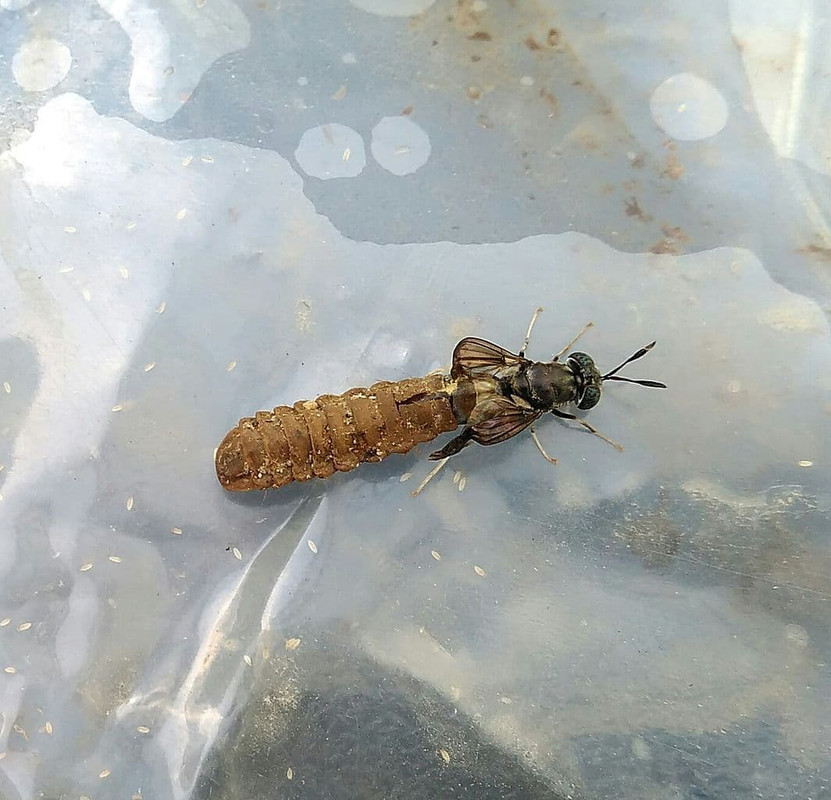 black-soldier-fly-taking-a-long-time-to-pupate-slow-pupation.jpg