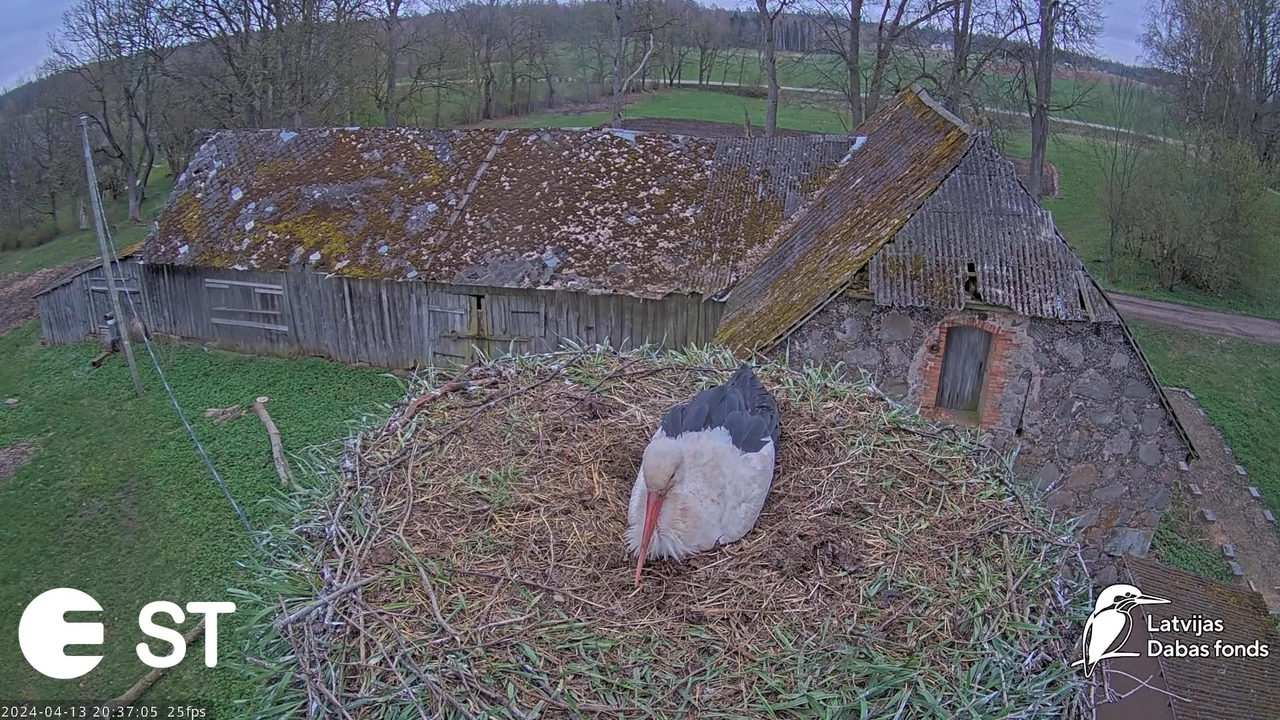 Baltie stārķi (Ciconia ciconia) Tukuma novadā - LDF tiešraide __ White storks in Tukums, Latvia 10-0