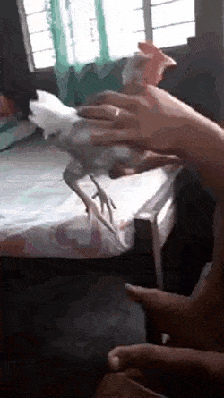 WOWGifs-30