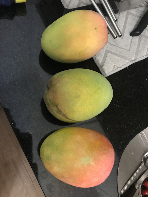 MangoGlennTrio62019