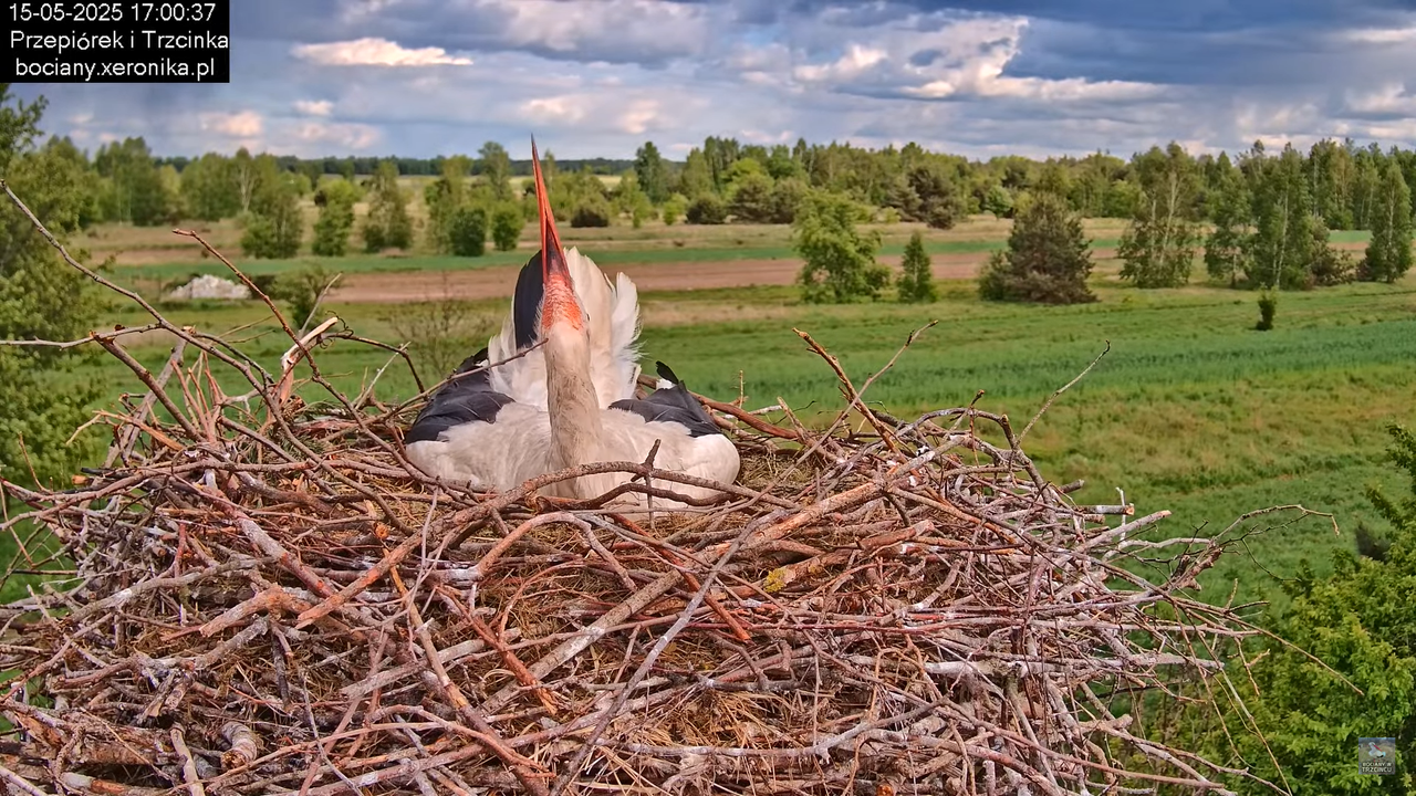 15052025bociany24