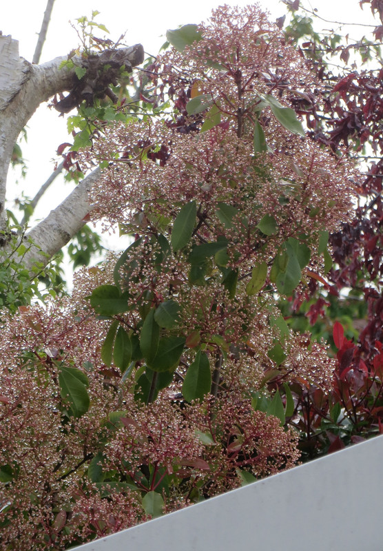 Je crois que c'est... Photinia001