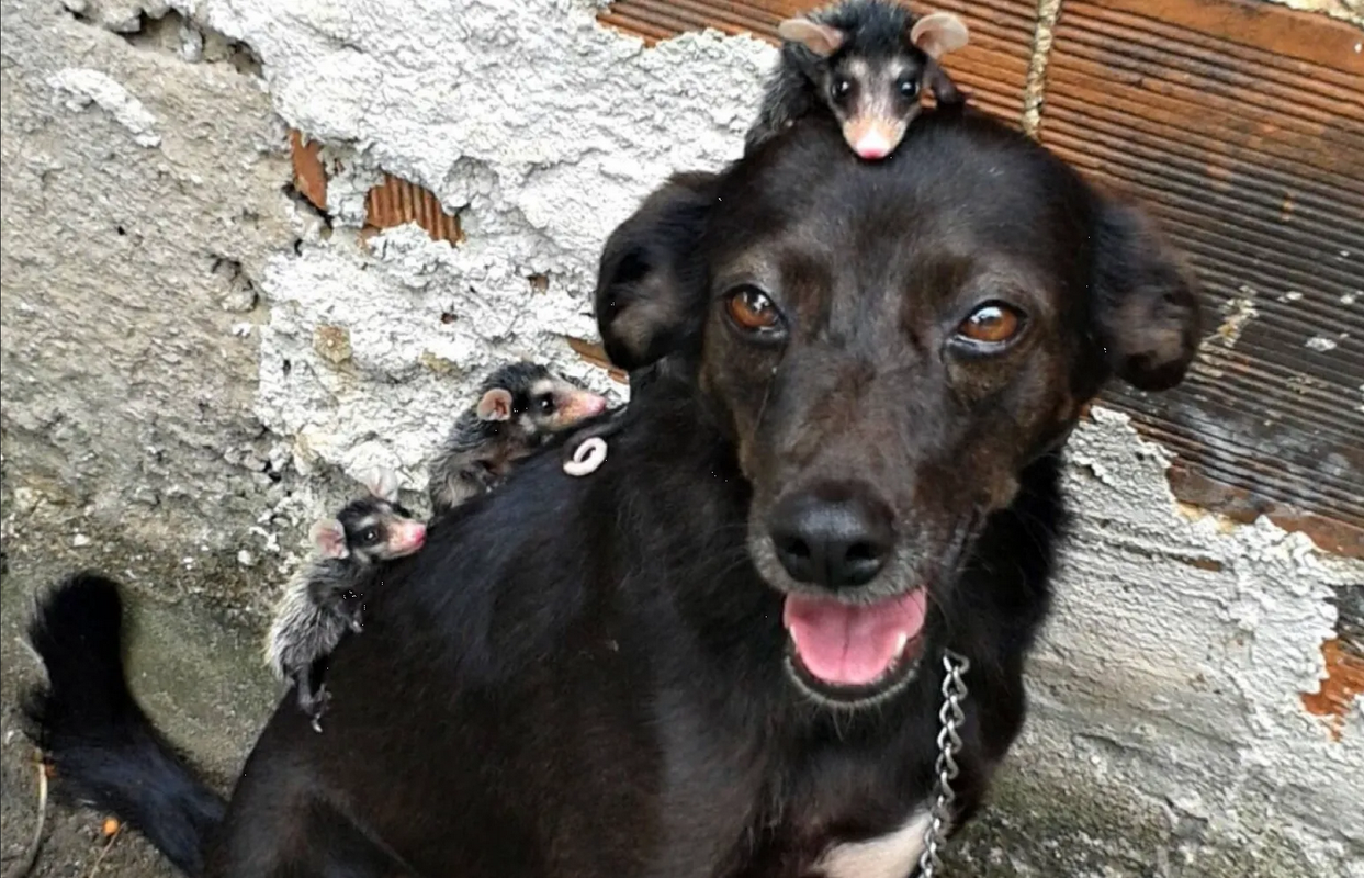 Perrita se encarga de criar a zarigüeyas tras quedar huérfanas