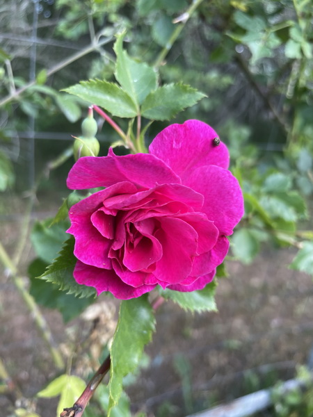 https://i.postimg.cc/Pf7gGGJV/IMG-4944.jpg