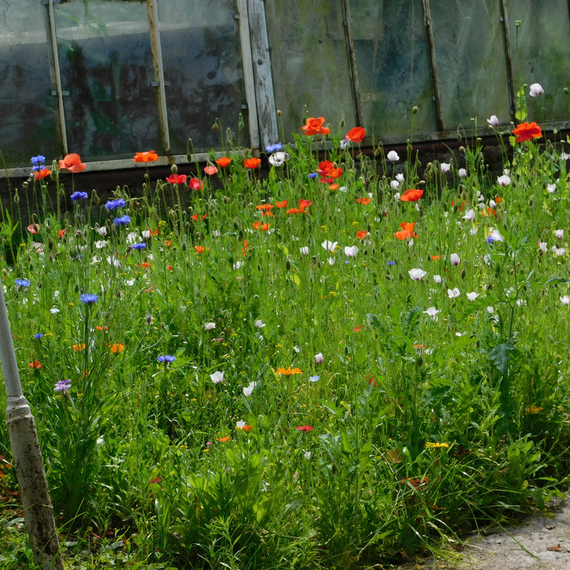 Дачное июль кудряшка , маус-машина и природа 085