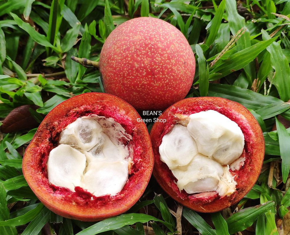 Purple langir(hard shell)1