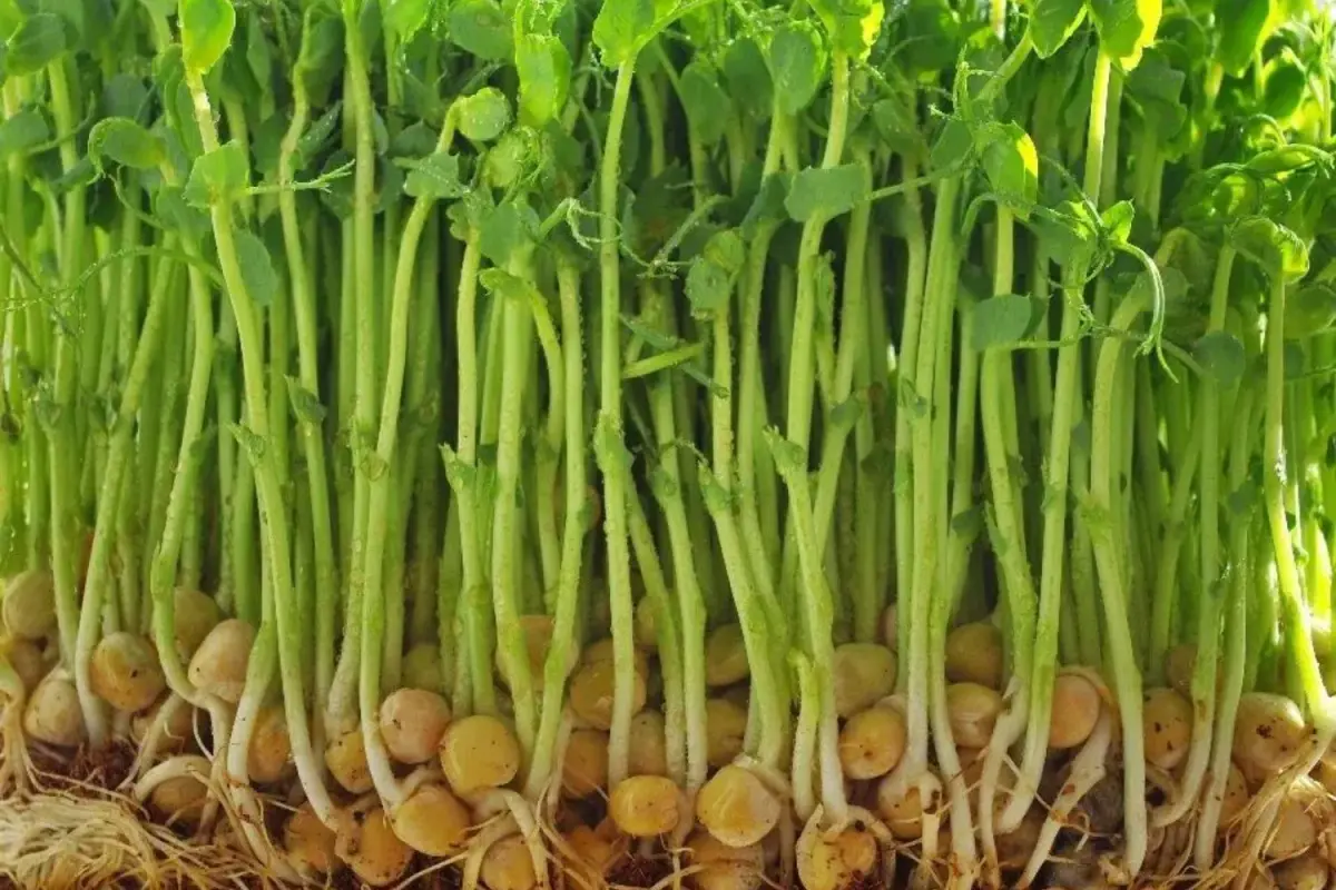 Pea Shoot Microgreens