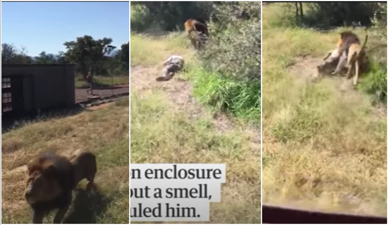 León atrapa y arrastra a hombre que se hizo el muerto para sobrevivir