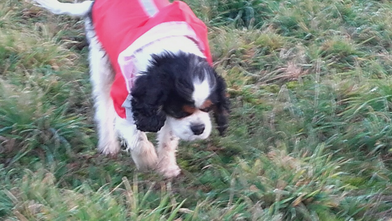 Кинг гуляет по горам2